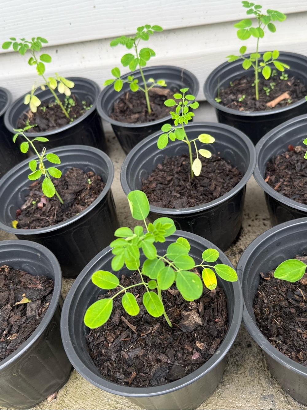 Moringa plant